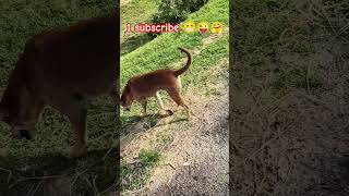 dog lover Go to grand #dog #git #goat #pets #puppy