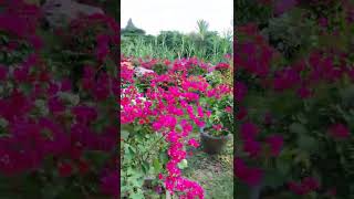 November 18, 2021 Bougainvillea