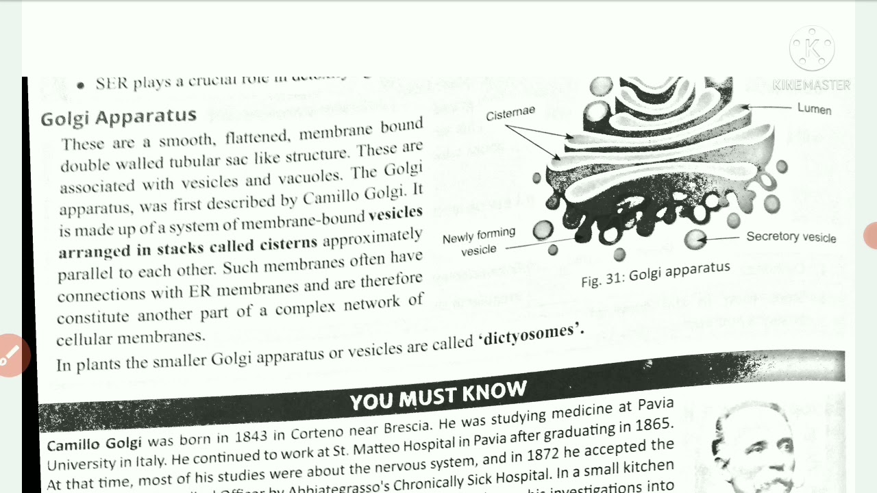 Biology Class 9 Cell Golgi Apparatus YouTube