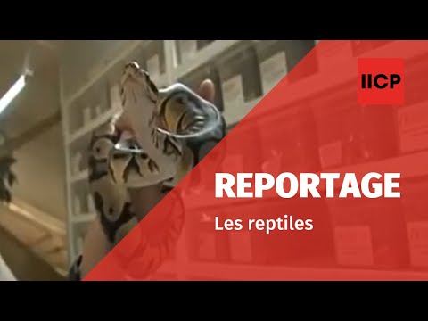 Vidéo: Cloacite Infectieuse Chez Les Reptiles