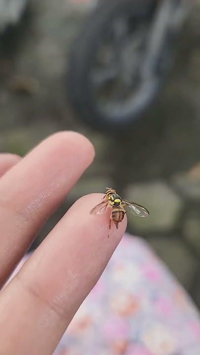 Download lagu What other unique facts about bees? Comment below! #shakilakham #animals #shorts #bees