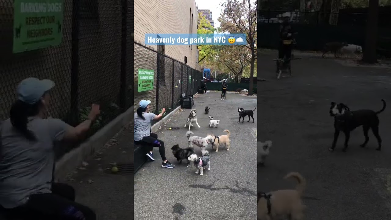 Happy dogs, happy owners. Dog run in NYC 😇☁️