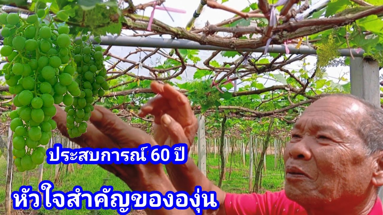 เผยสูตรทำองุ่นจากประสบการณ์ตรงกว่า 60 ปี ของตาศักดิ์ไร่เจริญทรัพย์วังน้ำเขียว ช่วงนี้สำคัญมาก