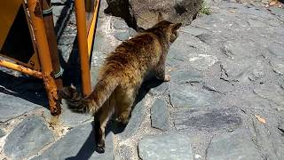 公園の野良猫の散歩に着いていってみる