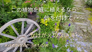 この植物を庭に植えるなら気を付けて･･･　＼６月のガーデン＼かけがえのない時･･･＼Please note that this plant is planted in the garden