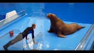 شاهد كلب البحر وهو بيلعب بطن وضغط He saw the sea dog playing belly and pressure