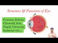 HAP | Structure & Functions of Eye | B.Pharm 1st Sem | Easy Explanation 💯👁️”