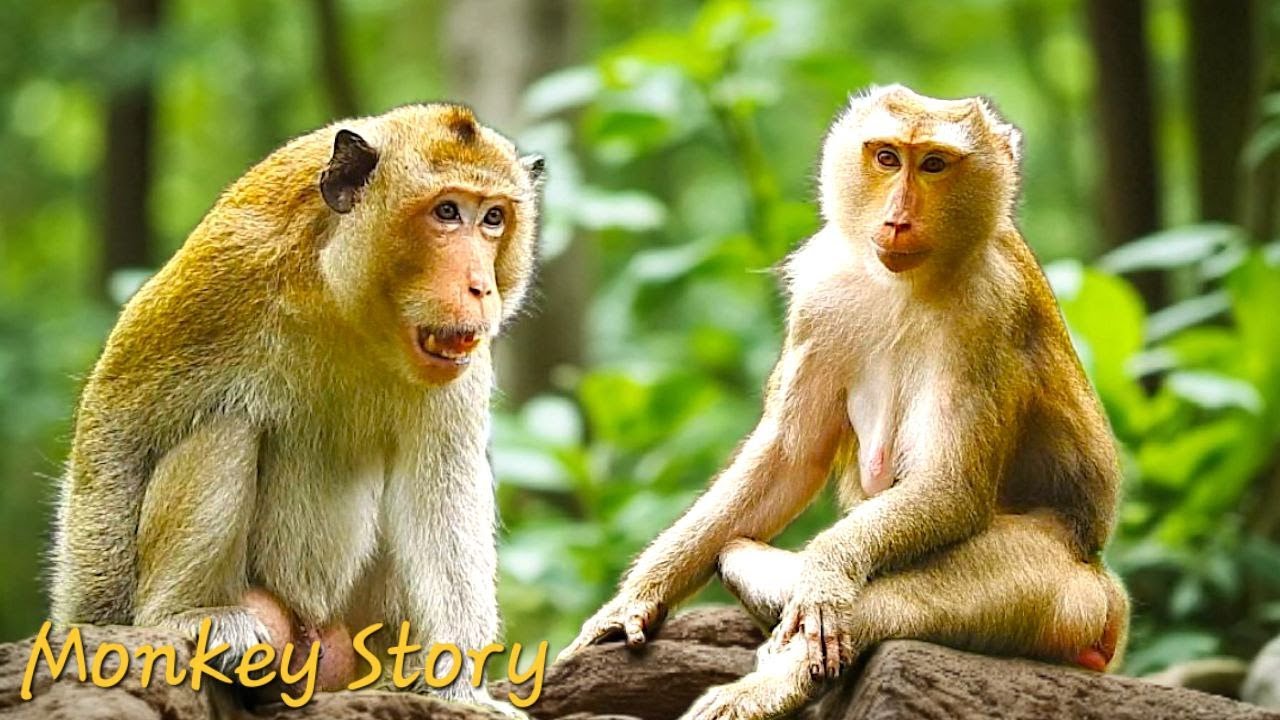 🐒 Unbelievable Secrets! Longtail & Pigtail Monkey Communication | King Mark & Libby’s Bond