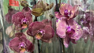 Обзор Орхидей  ( Одесса садовый центр )