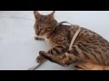 ベンガル猫のベン　散歩に出たい　cat for a walk