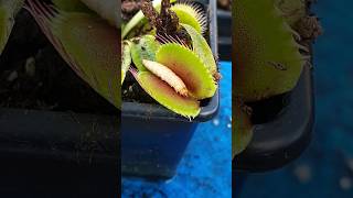 Venus Flytrap bites down on juicy worm #venusflytrap #nature #carnivorousplant #plant #worm
