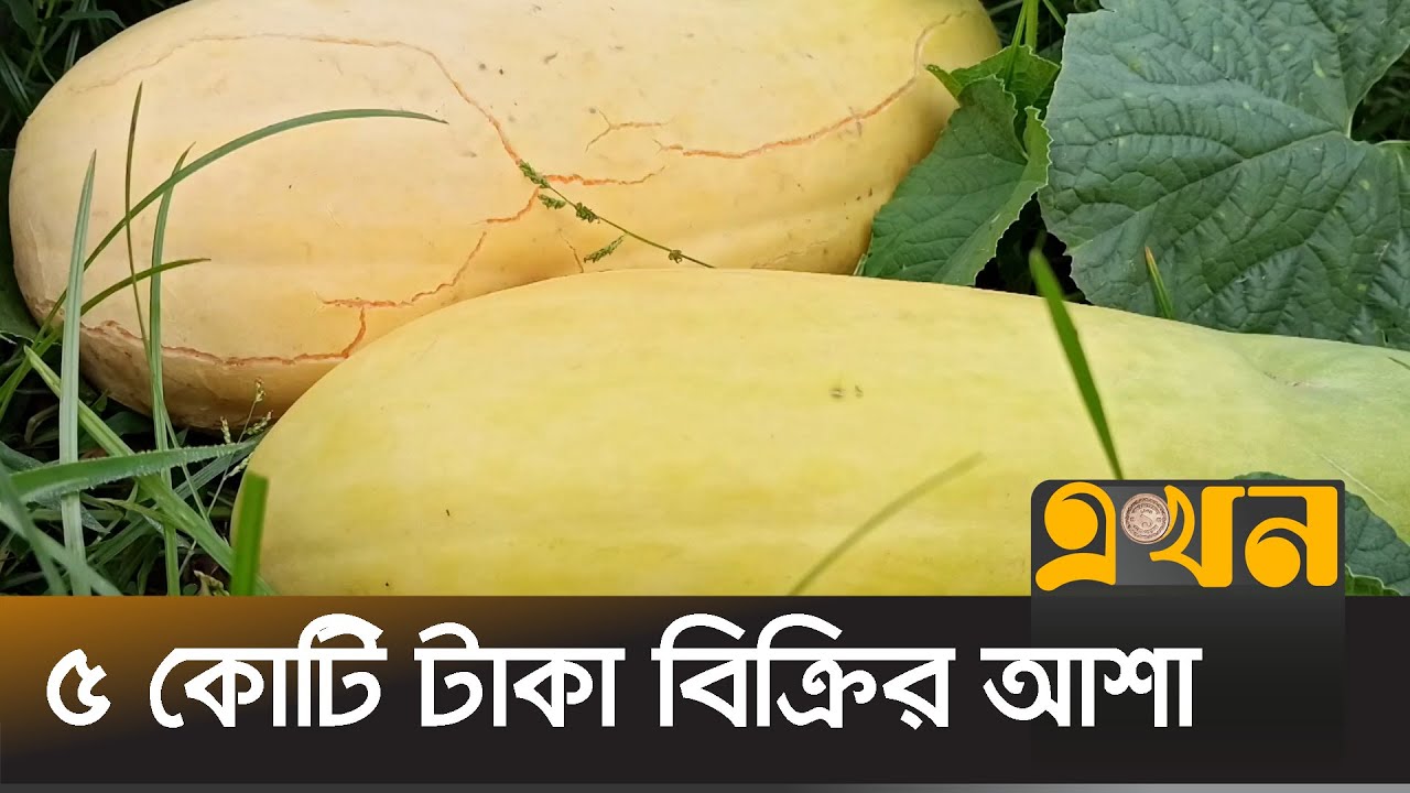 রাজবাড়ীতে লালিমের বাণিজ্যিক চাষ | Lalmi farming | Rajbari News | Ekhon TV