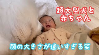 赤ちゃんに対しては優しい悠翔と 悠翔の面倒を見るお姉ちゃんな愛梨ちゃん グレートピレニーズ ピレバニ Youtube