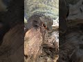 レッドアイズどこ行くねんw