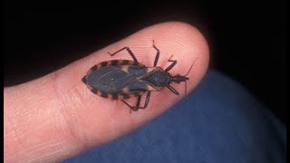 Highlight: Mengapa Kissing Bug Berbahaya #AlamSemenit