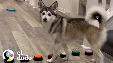 Husky has a very specific way of getting its parents