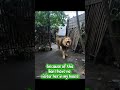King of The backyard#LionEncounter #SurpriseVisitor #BackyardKing #KingOfTheJungle #UnexpectedGuest