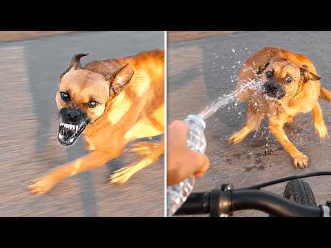 ANIMAIS QUE TIVERAM O QUE MERECIAM