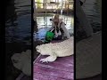 Pearl the Big Albino Alligator!!️ #gatorland #shorts