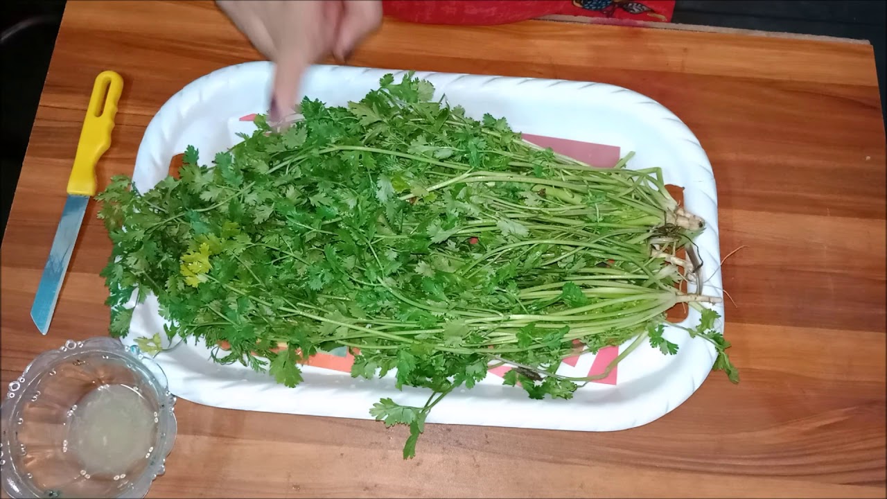 धनिया पत्ती का जूस धनिया के फायदे Coriander Benefits in Hindi