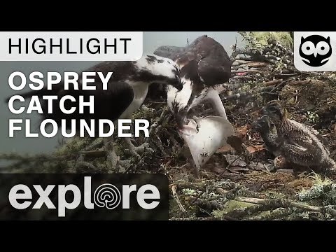 Osprey Delivers Flounder to Nest - Audubon Osprey - Live Cam Highlight