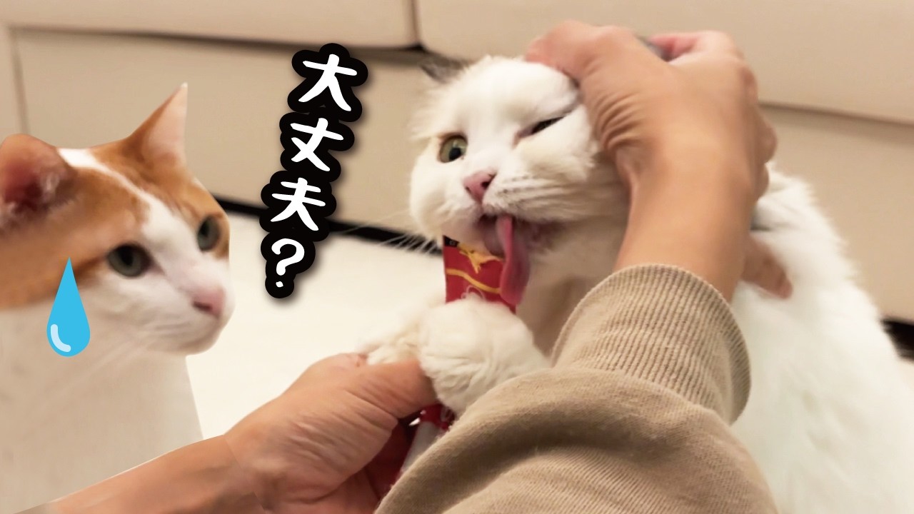 A cat that gets knocked down after being touched to a pulp - YouTube