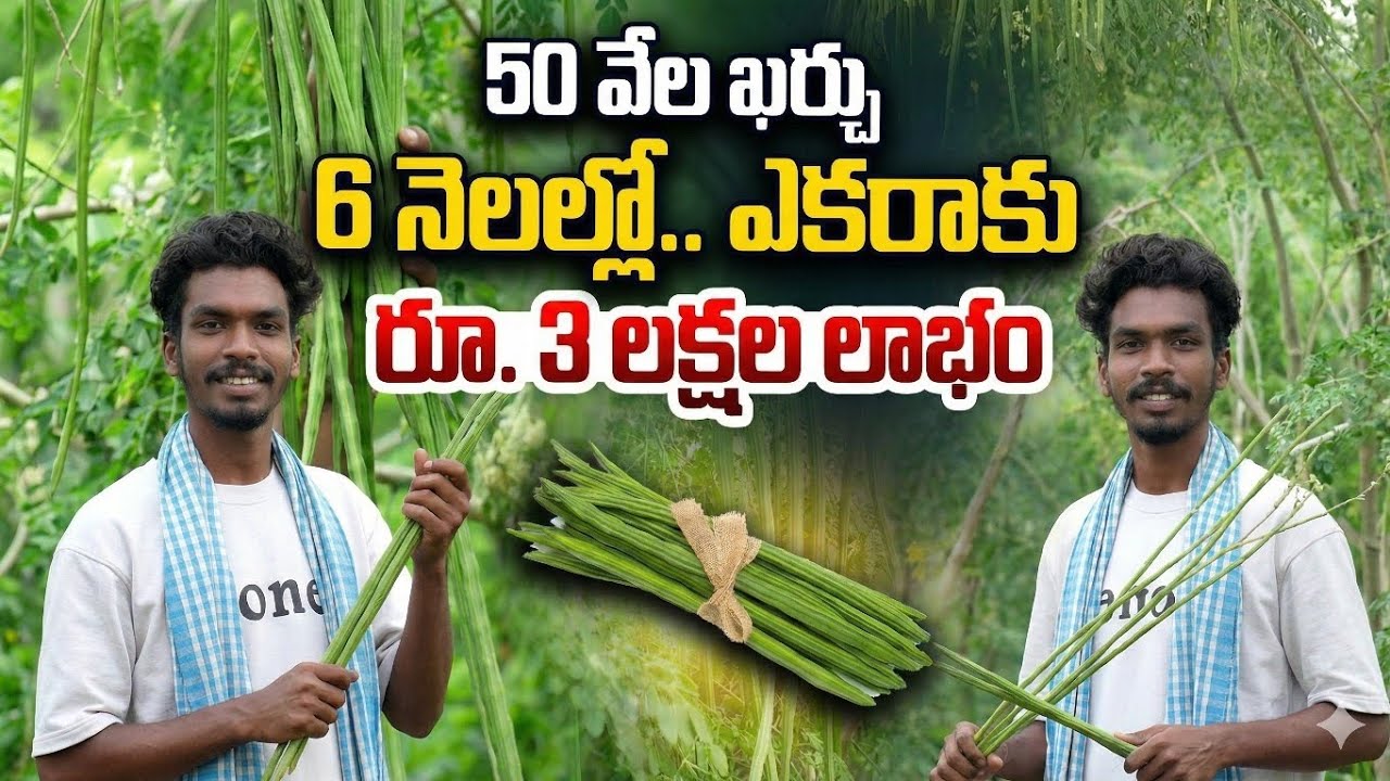 Drumstick Cultivation Full Details Moringa Farming | Telugu farming tips
