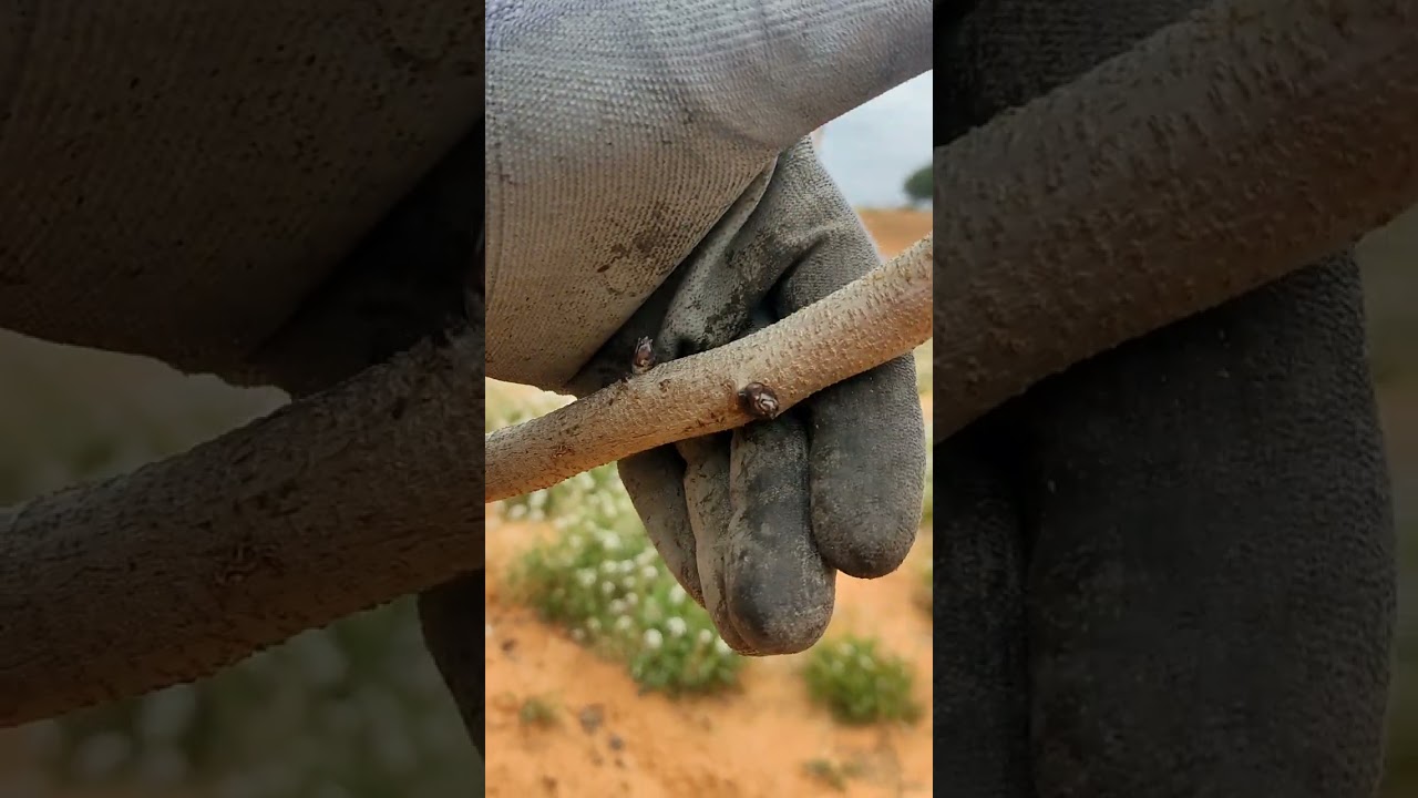 Poda Kerman-Peter. Plantacion injerto en campo.