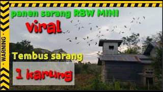 ㊗️ RBW mini panen sarang 1 KARUNG