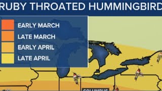 Ruby Throated Hummingbird Migration