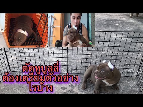 มาร์คัสไปตัดหู #อเมริกันบูลลี่ การเตรียมตัวในการเดินทาง