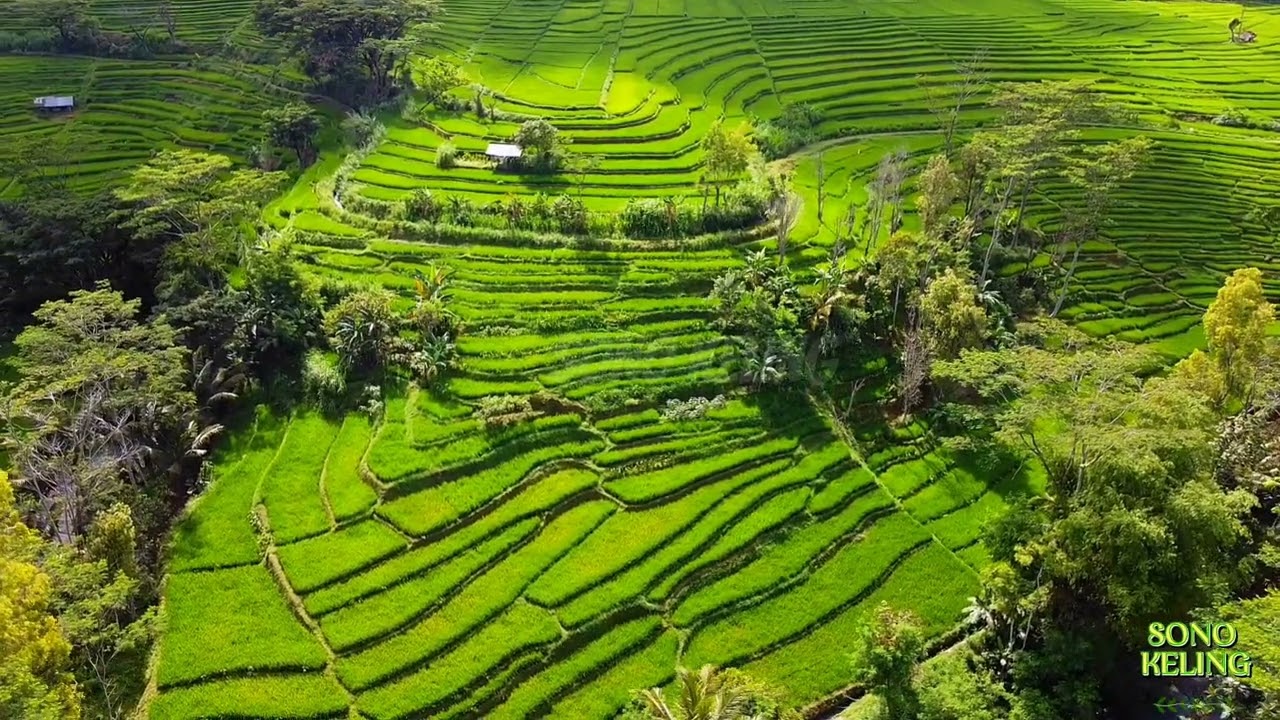 Keindahan persawahan terasiring di Desa Panggil