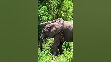 Giant python is wrapping itself around an elephant#Elephant  #GiantPython#Wildlife #shortvideo#Snake
