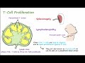 Mono - Pathophysiology, Symptoms, Diagnosis, &amp; Treatment