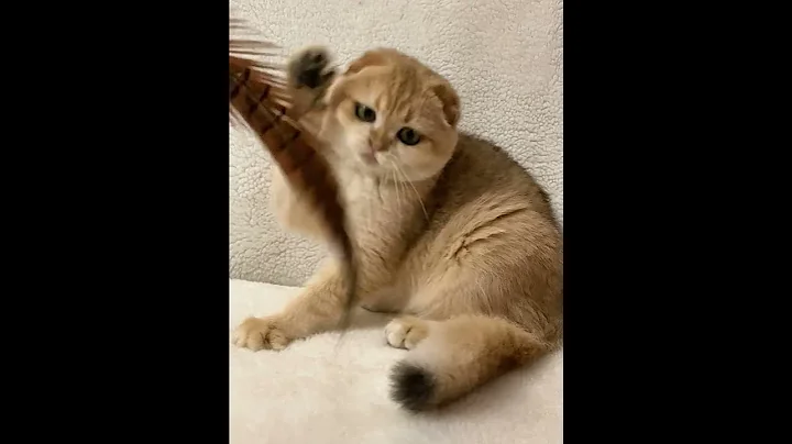 Video 9722351: fold, golden chinchilla, kitten