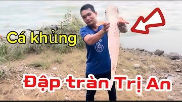 Cập nhật mới nhất thủy điện Trị An ngưng xả 2cửa,người dân bắt được cá TRA Khủng -chuẩn bị ngày hội