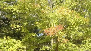 Sign of Fall - Melody