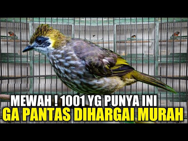 DILUAR AKAL SEHAT ! BURUNG CANTIK BERSUARA MEWAH INI DIBANDROL 80 RIBU PADAHAL LANGKA JARANG ADA class=