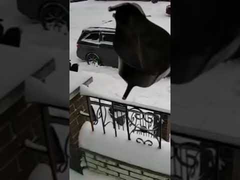 lucky happy snowy  day