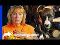 Rescued Pup's Unbroken Spirit Gives Tia Goosebumps | Pit Bulls & Parolees
