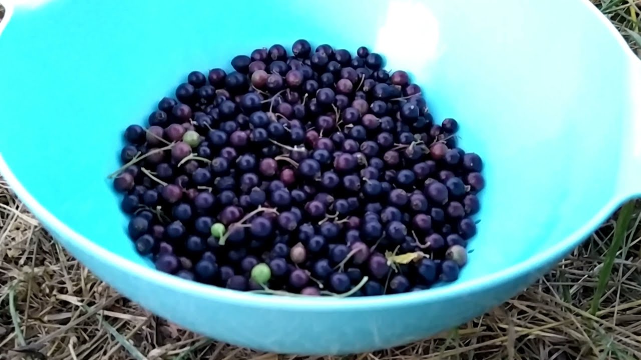 [URDU] Black current berries juice recipe | HD