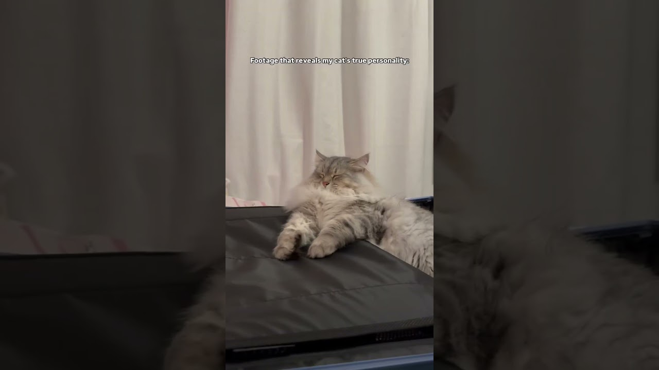 Reinhardt is the cutest big baby ♥️😺