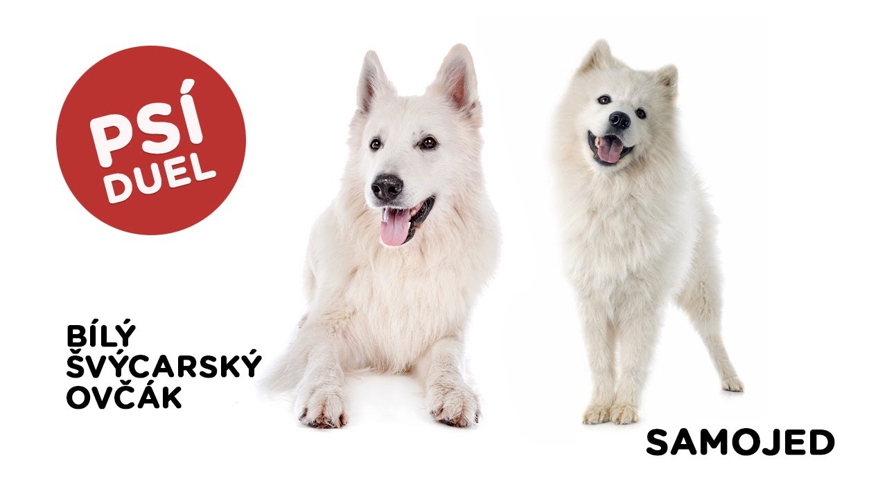 🐶 Duel - Bílý švýcarský ovčák vs Samojed - Tlapka TV