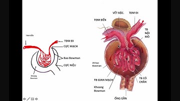 BG MÔ SĐH- HỆ TIẾT NIỆU