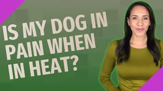 Is my dog in pain when in heat?