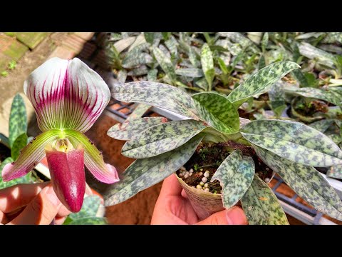 Video Trưa 26/9: (150k) Chậu thuần Hài Vân rừng Tây Nguyên -... - youtube
