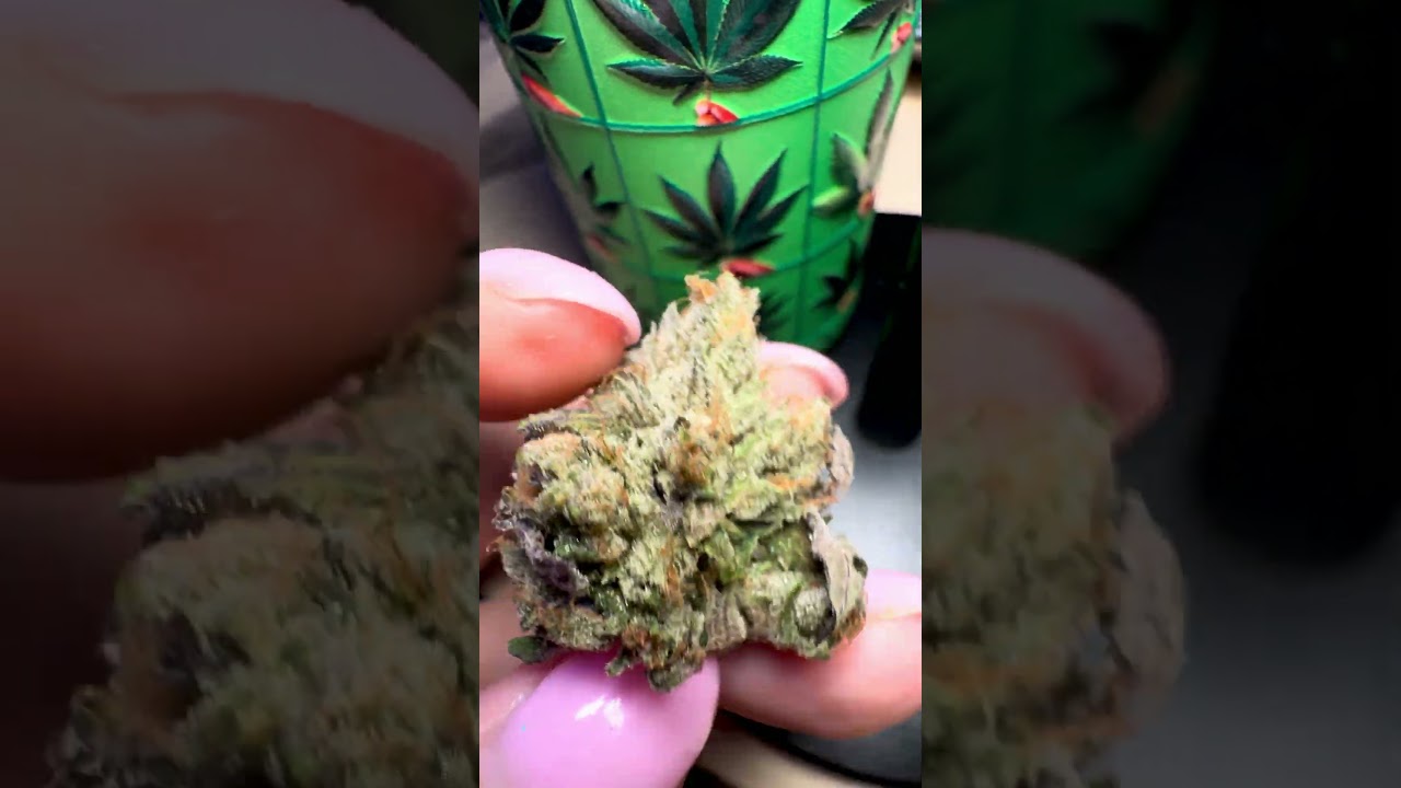 Hindu Kush x Hollywood Pure Kush ⛽️ 