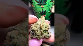 Hindu Kush x Hollywood Pure Kush ⛽️ #SourConnoisseur #UKgrown