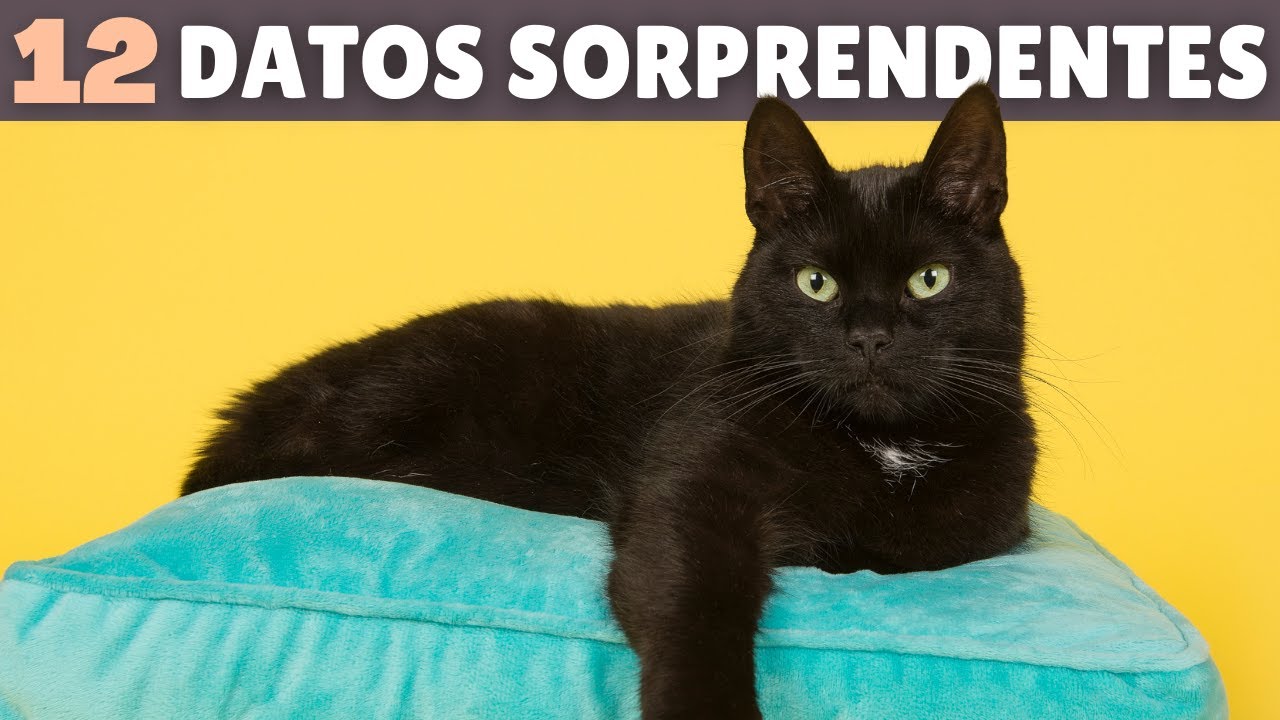 12 SORPRENDENTES DATOS que desconoces sobre los GATOS YouTube