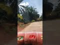 JL. Jambi Sungai Bahar #travel #jalanyangjauhjanganlupapulang #automobile #nature #farm #coconut